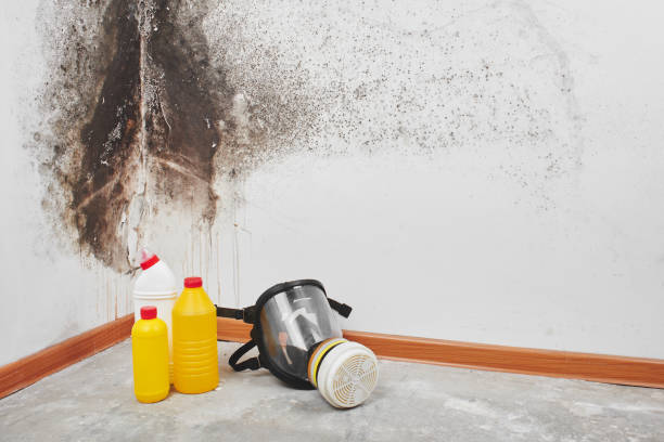 Best Mold Removal and Inspection  in Noroton, CT