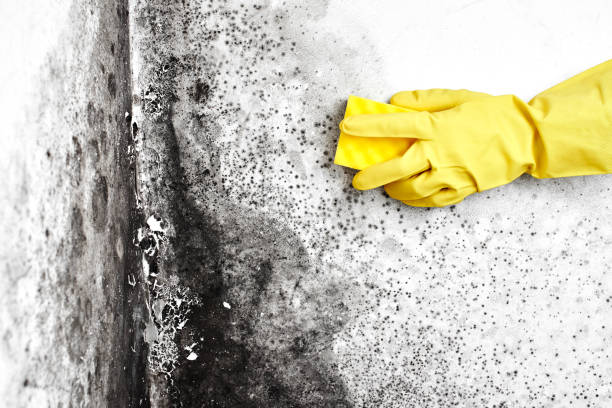 Best Office Mold Removal Services  in Noroton, CT