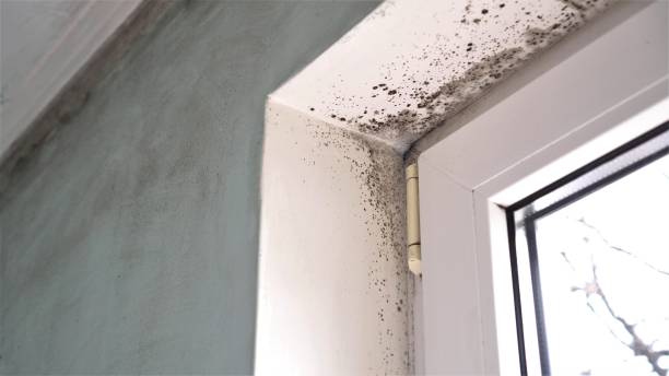 Best Commercial Mold Removal  in Noroton, CT