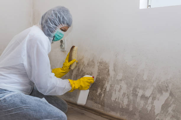 Mold Testing and Removal in Noroton, CT