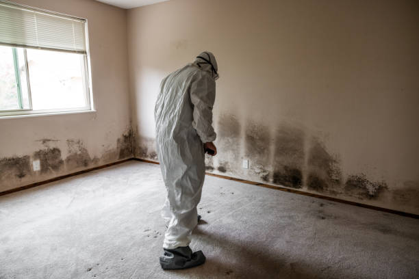 Best Mold Damage Repair  in Noroton, CT