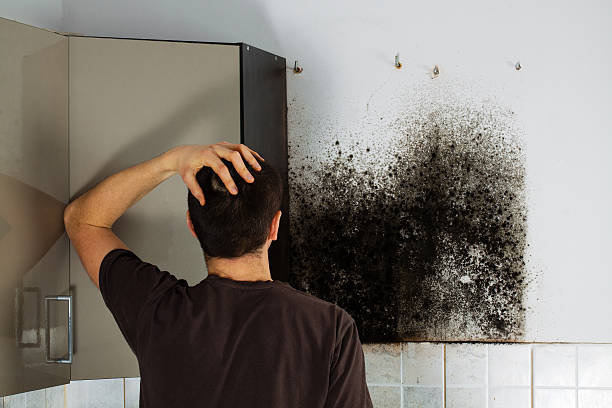 Best Local Mold Removal Service  in Noroton, CT