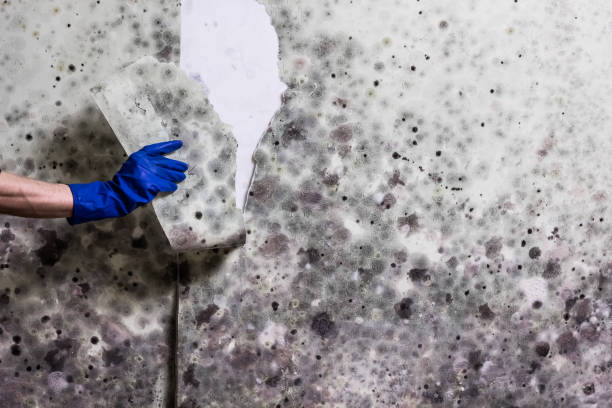 Best Attic Mold Removal  in Noroton, CT