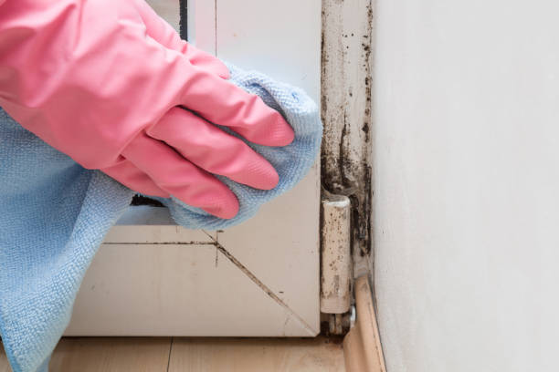 Best Emergency Mold Removal  in Noroton, CT