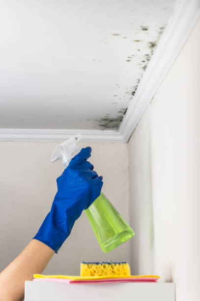 Noroton, CT Mold Removal Company